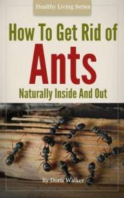 How To Get Rid Of Ants