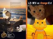 Life With an Orange Cat