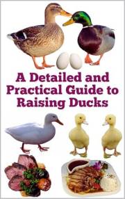 A Detailed and Practical Guide to Raising Ducks (The Detailed Homestead Flock Series) A Detailed and Practical Guide to Raising Ducks (The Detailed Homestead Flock Series)