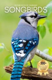 Picture Book of Charming Songbirds: A Peaceful Collection of Real Bird Photography for Seniors Living with Memory Loss, Alzhe Picture Book of Charming Songbirds: A Peaceful Collection of Real Bird Photography for Seniors Living with Memory Loss, Alzhe